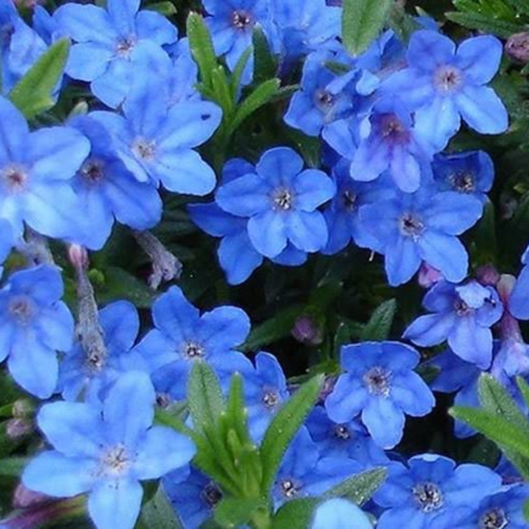 Lithodora Diffusa Grace Ward