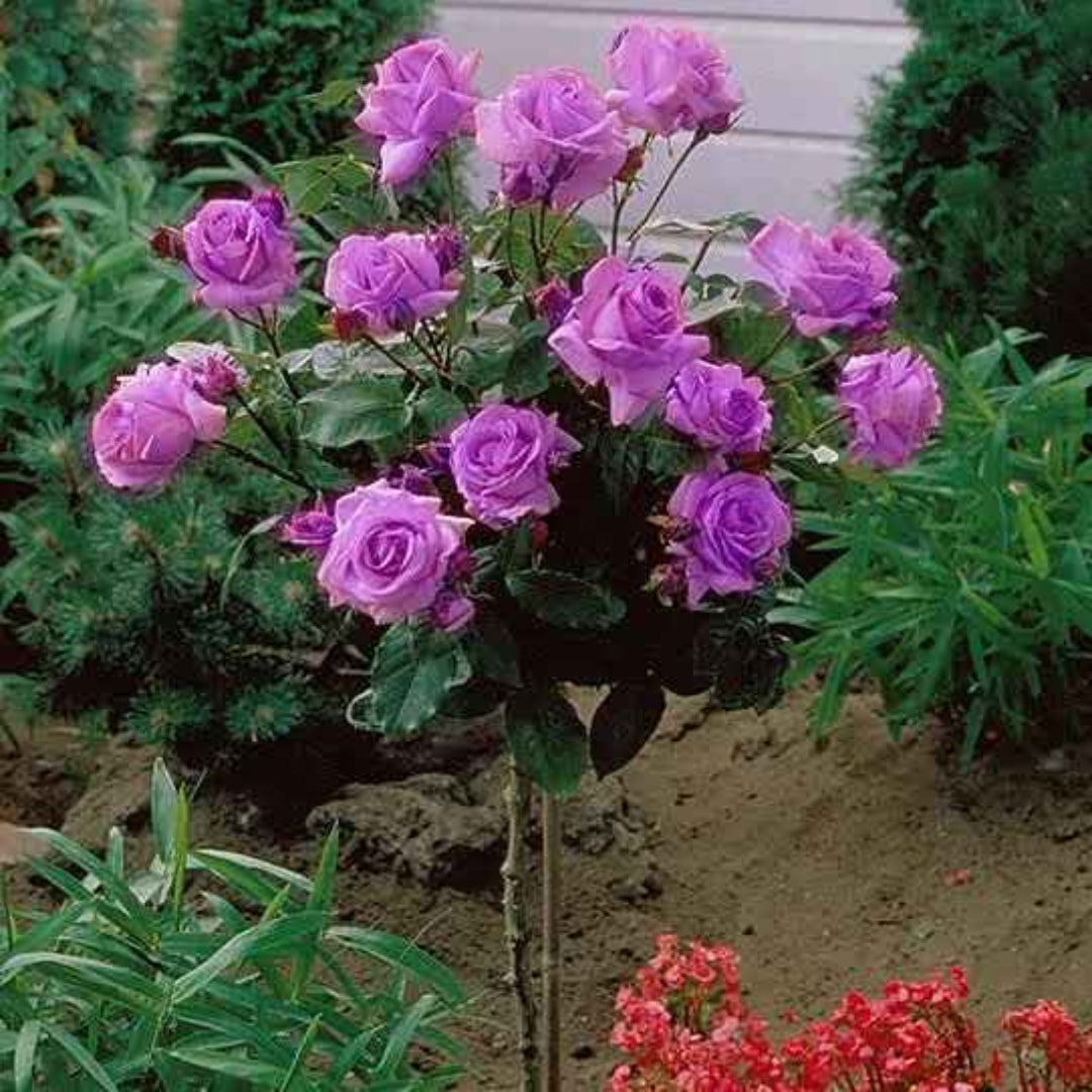 Rose FL Angel Face (Floribunda Rose) - Tree Form