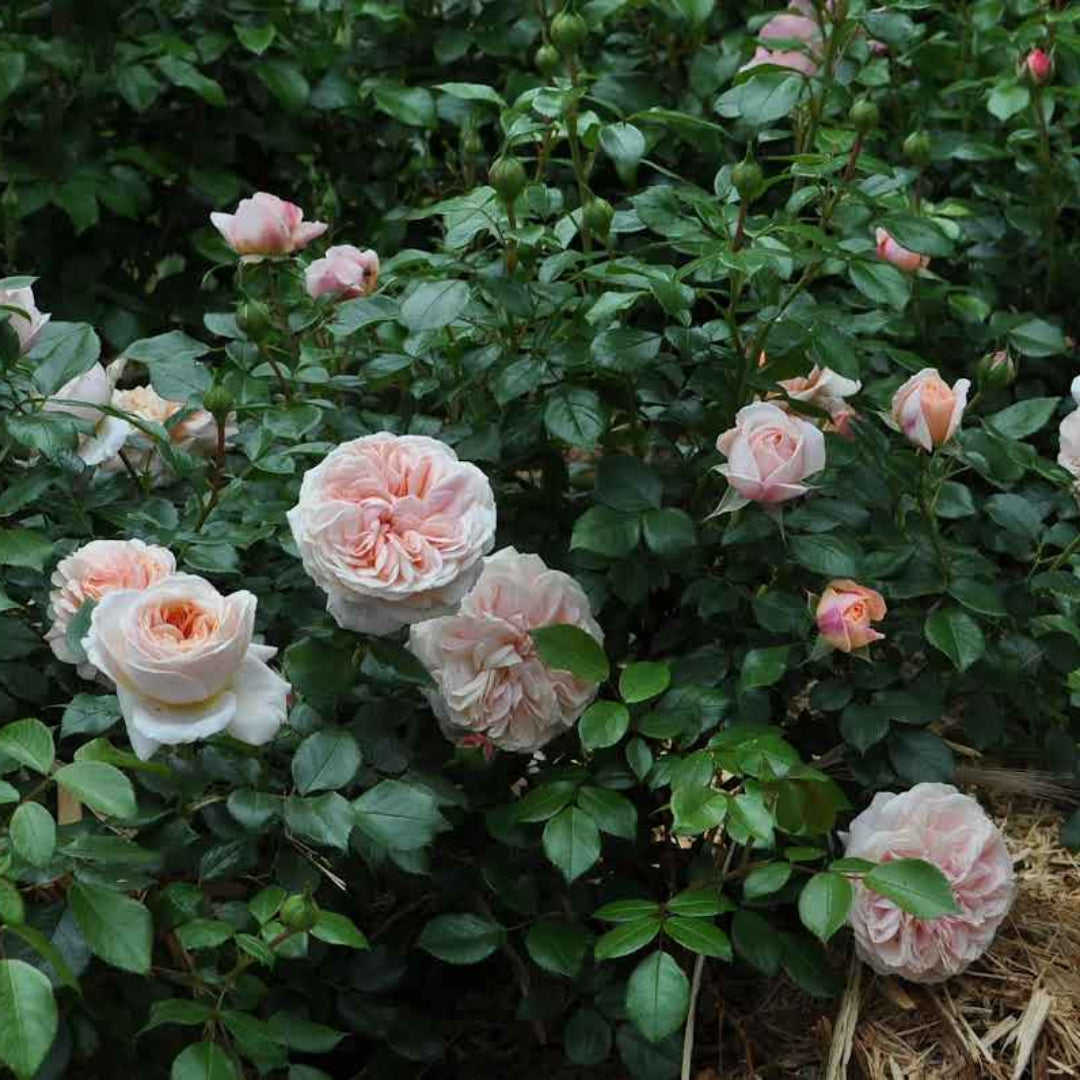 Rosa ‘KORfloci01’ Veranda® Cream Floribunda Rose-Tree Form