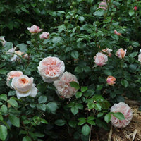 Rosa ‘KORfloci01’ Veranda® Cream Floribunda Rose-Tree Form