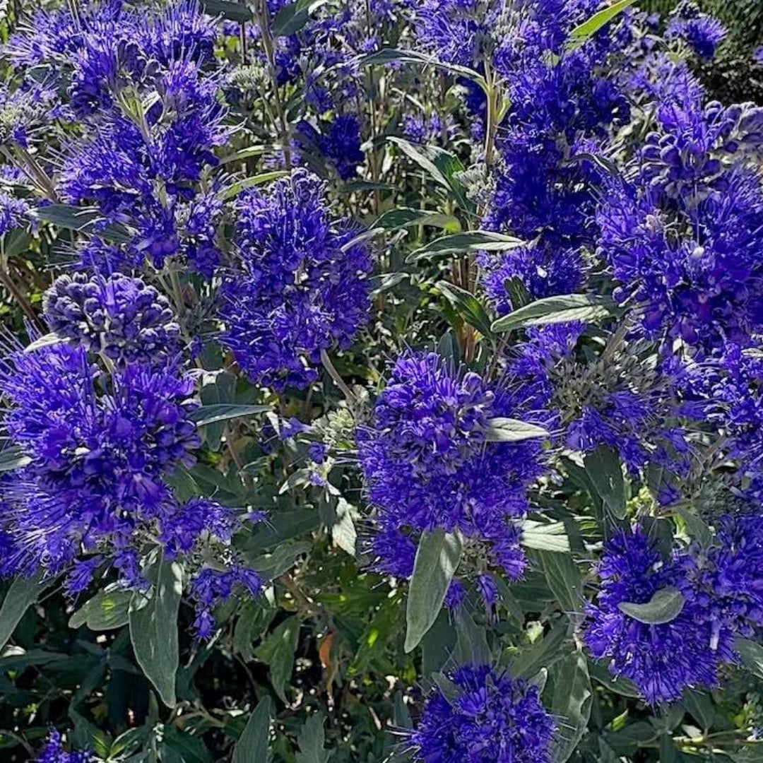 Dark Knight Caryopteris