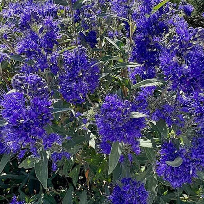 Dark Knight Caryopteris