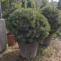 Podocarpus ‘Maki’ Macrophyllus