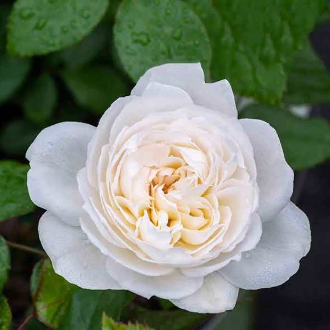 Rosa ‘Meidelweis’ Bolero Floribunda Rose