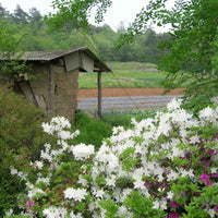 Close-up of white flowers on GG Gerbing hybrid azalea shrub