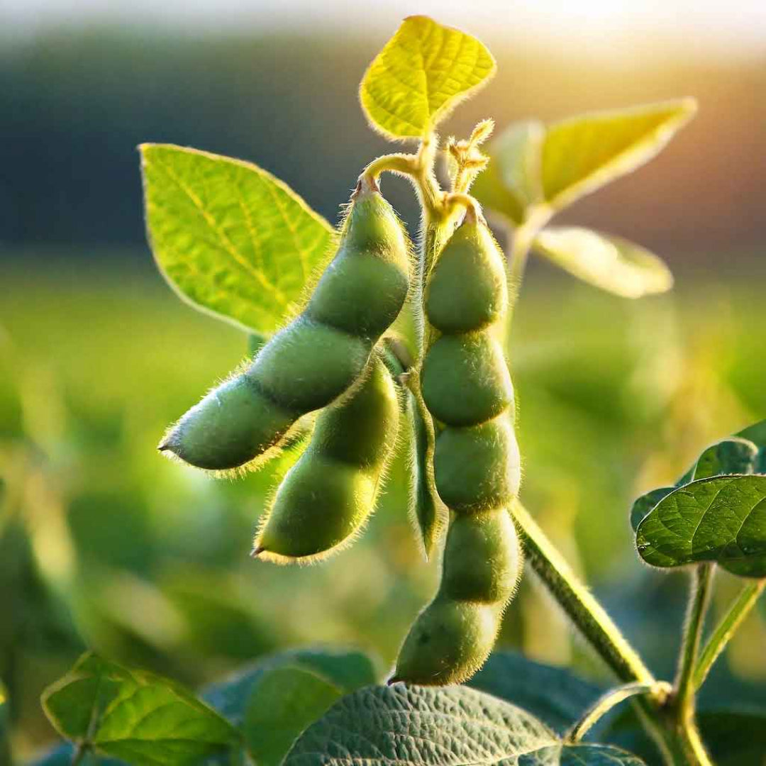Soybean Plant