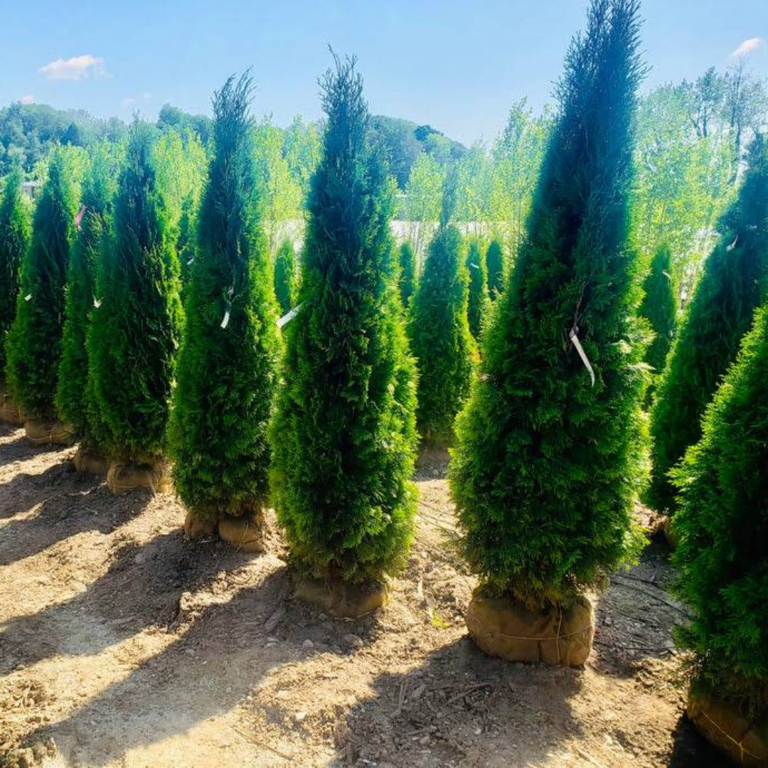 Green Splendor Arborvitae