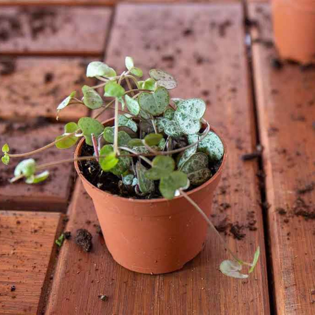 String of Hearts Indoor Plant