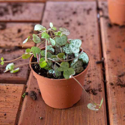 String of Hearts Indoor Plant