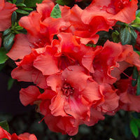 Rebloom Azalea Coral Amazement