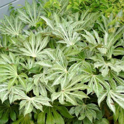 Fatsia &