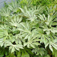 Fatsia 'Spider'S Web