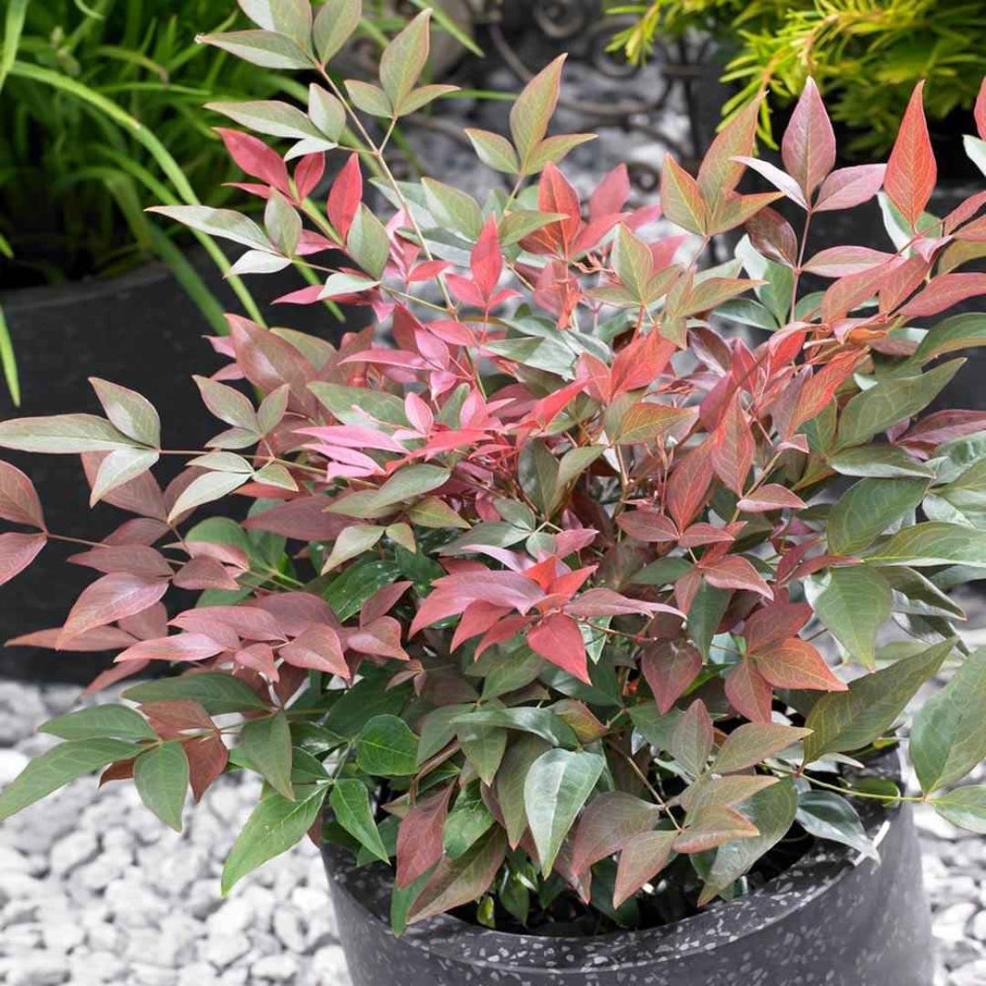 Blush Pink Nandina