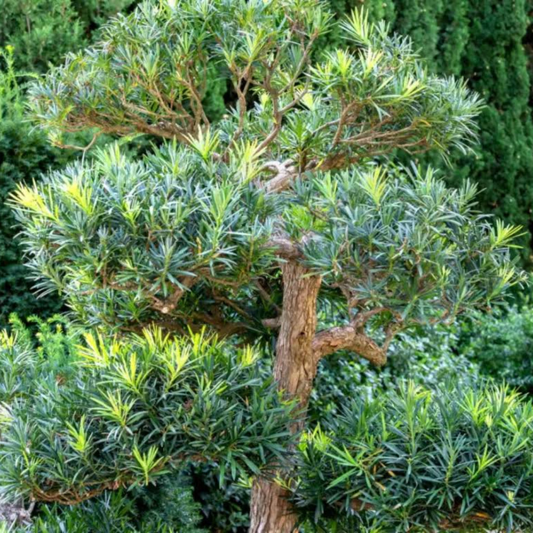 Podocarpus ‘Maki’ Macrophyllus