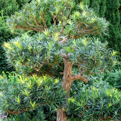 Podocarpus ‘Maki’ Macrophyllus