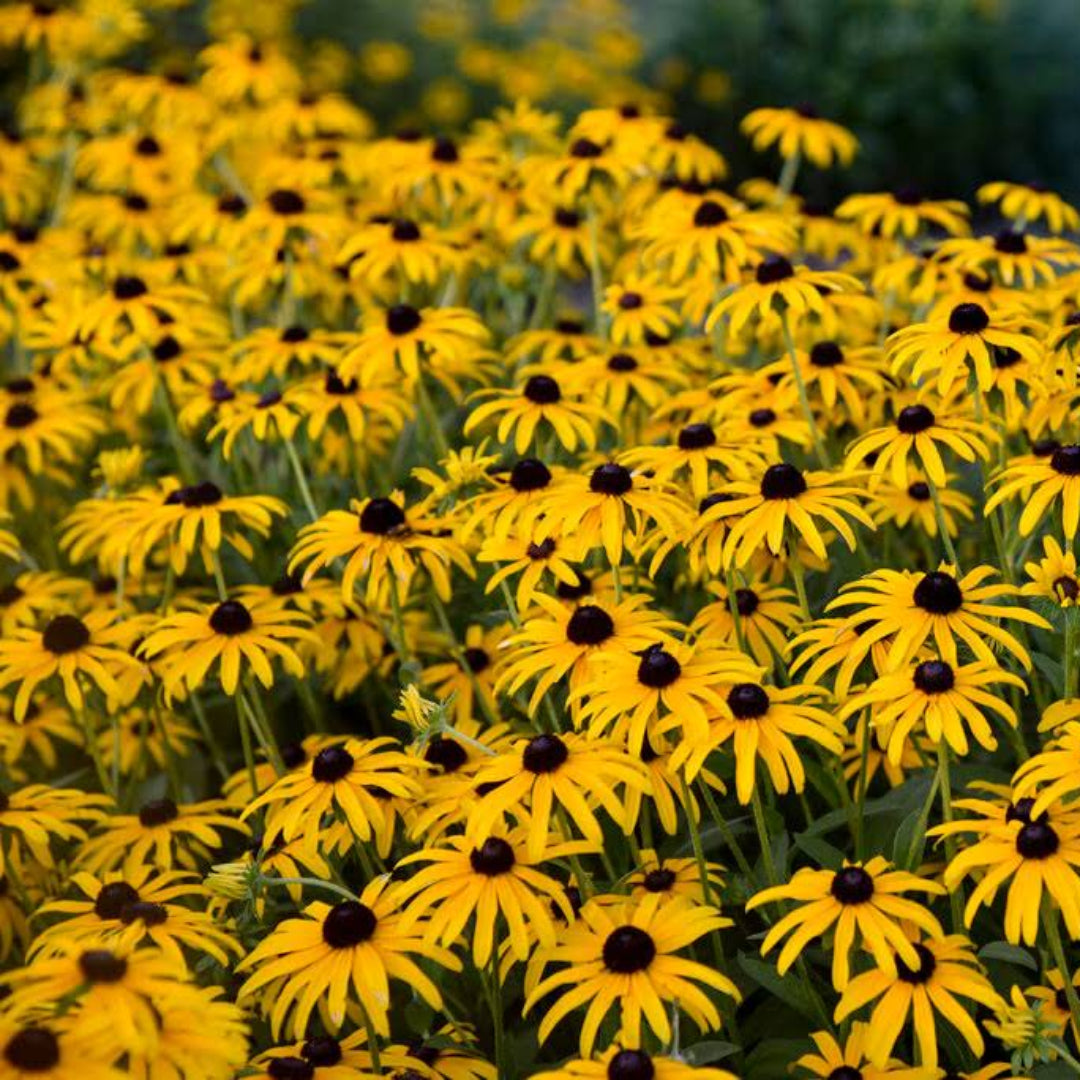 Rudbeckia &