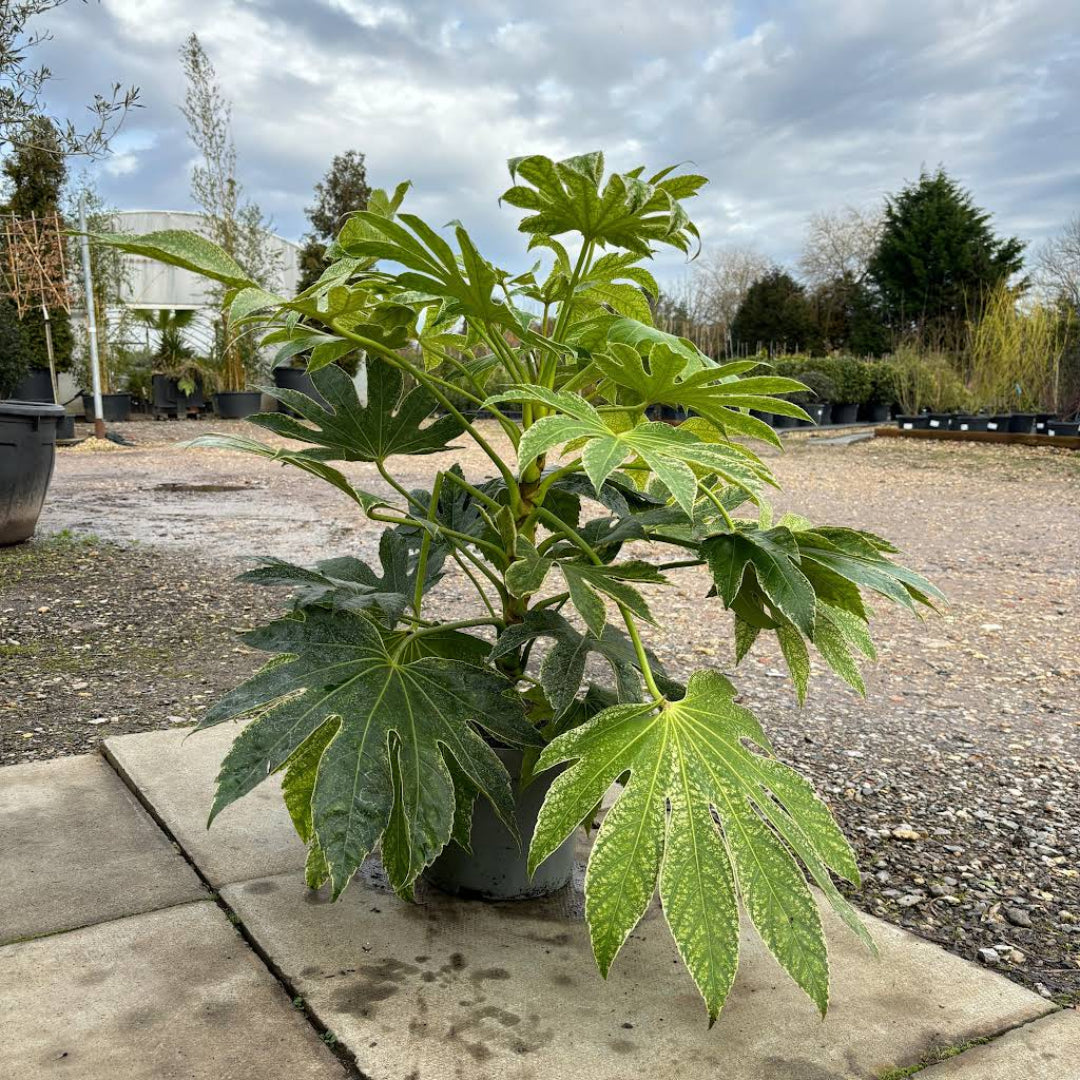 Fatsia &