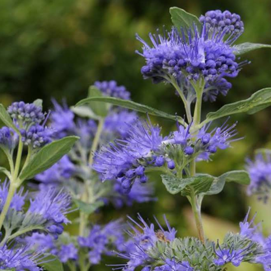 Dark Knight Caryopteris