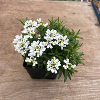 Iberis Sempervirens Snowflake Candytuft