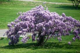 Wisteria Amethyst Falls climbing plant blooming with long blue flower clusters