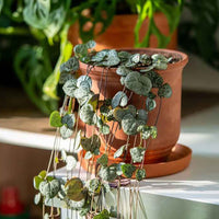 String of Hearts Indoor Plant