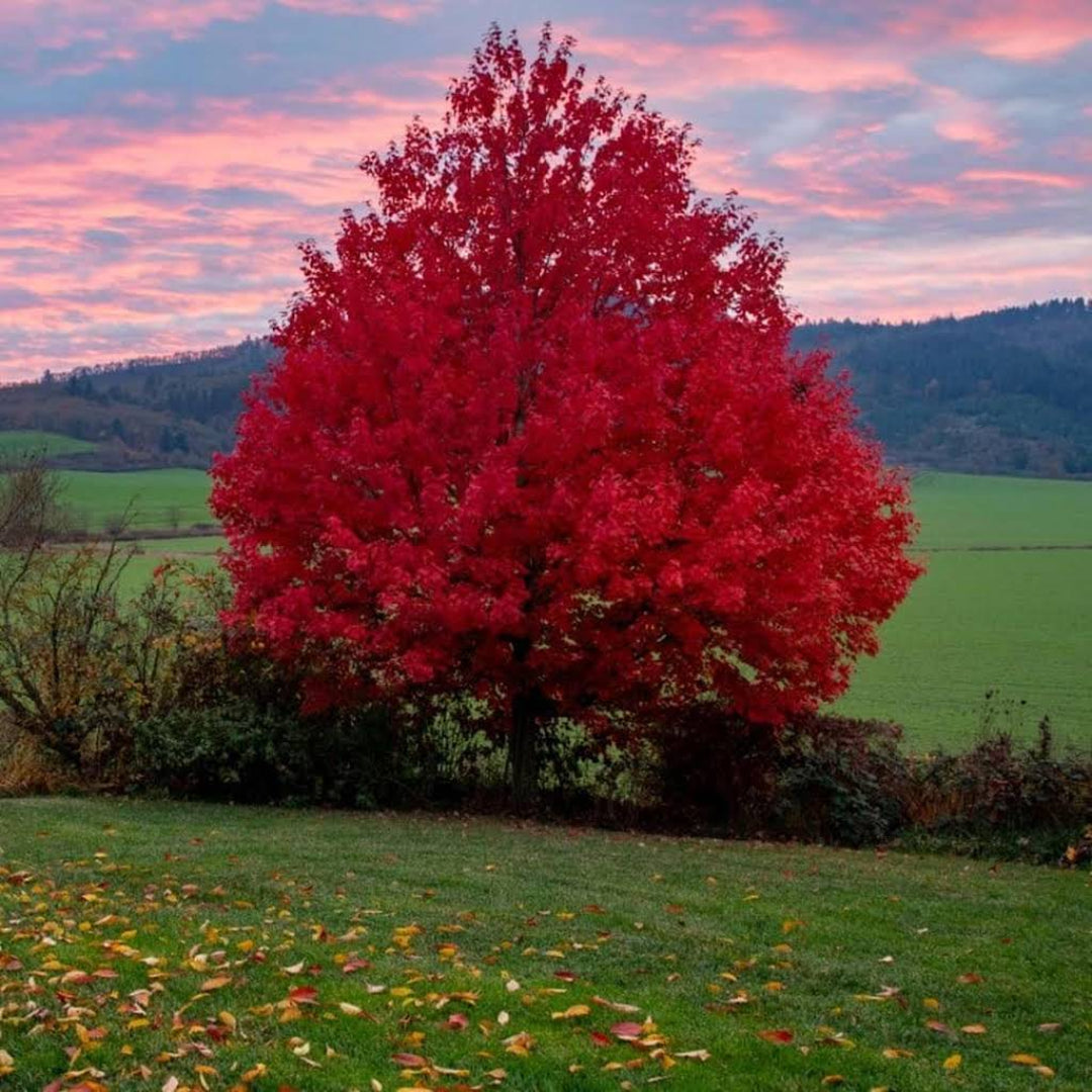 Autumn Blaze Maple Tree