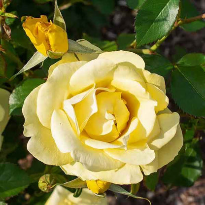 Rosa ‘Meilanycid’ Gilded Sun® Floribunda Rose - Tree Form