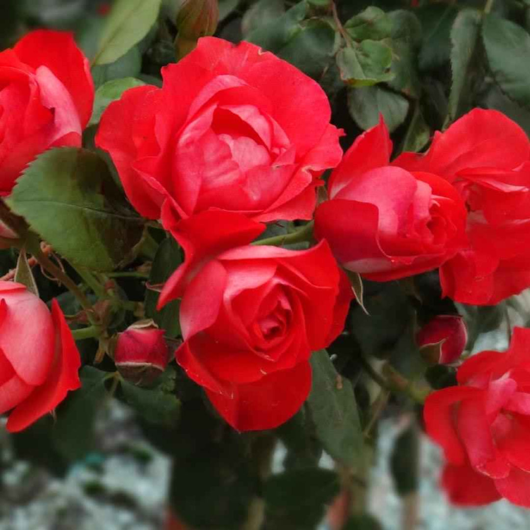 Rosa ‘Meitraligh’ Brick House® Floribunda Rose