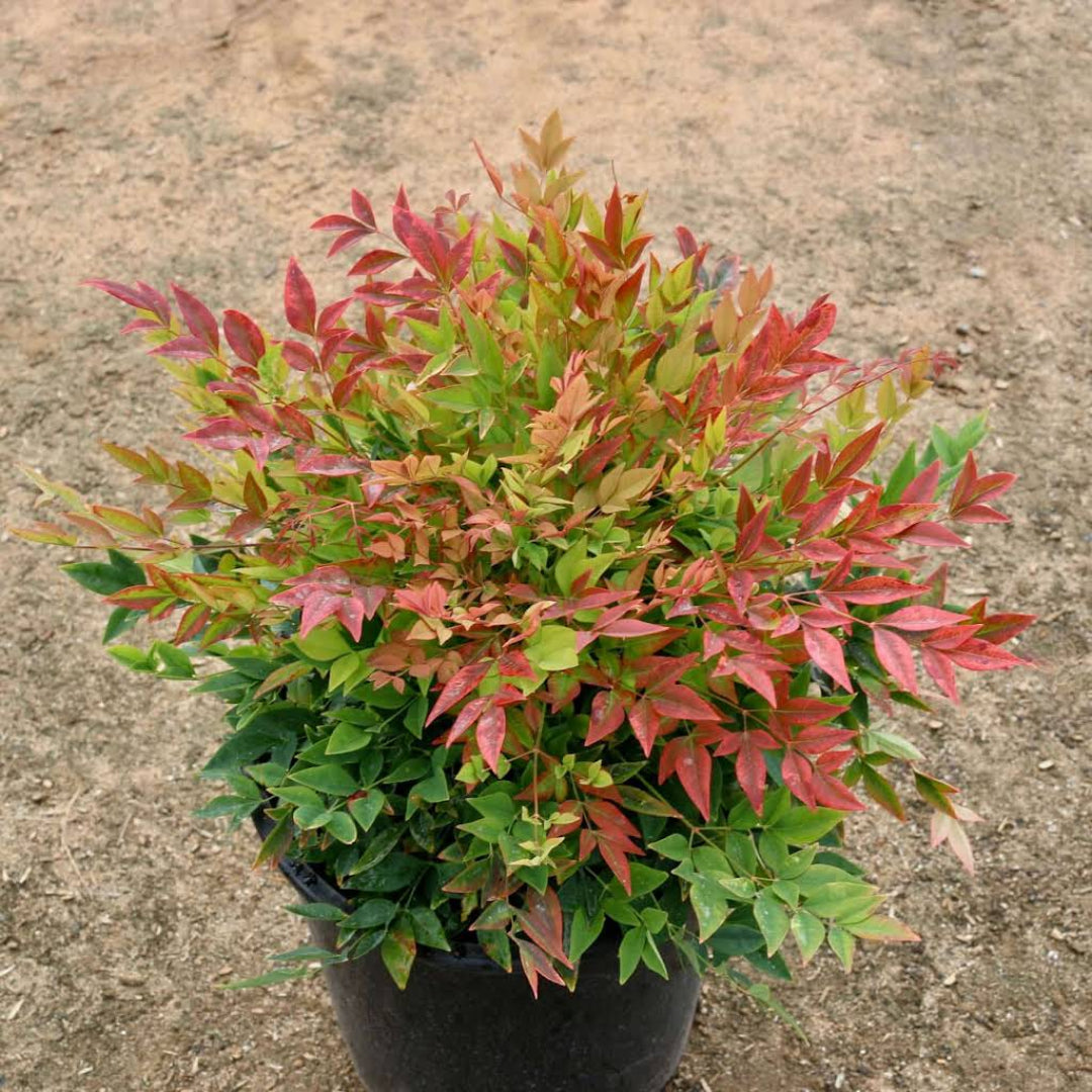 Nandina Gulfstream