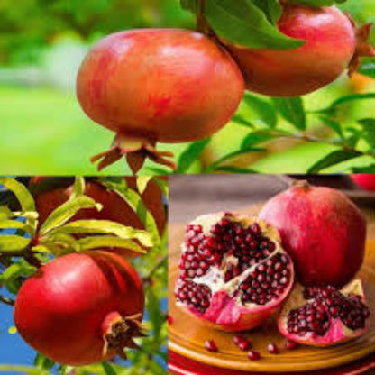Pomegranate and Fig Variety Pack Combo