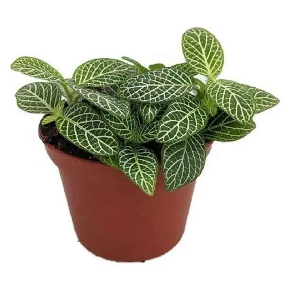 Fittonia albivenis  &