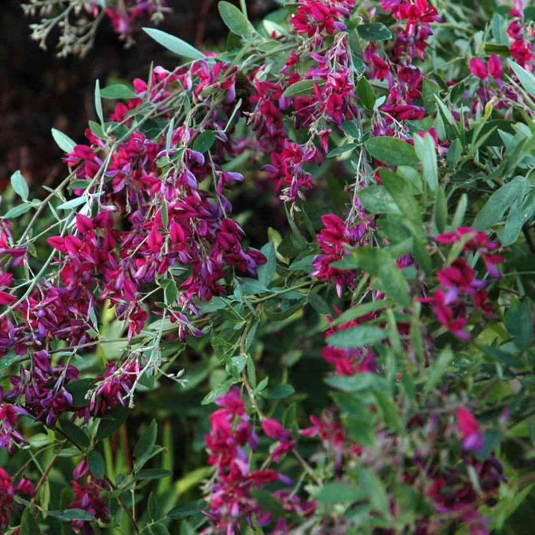 Little Buddy Dwarf Lespedeza