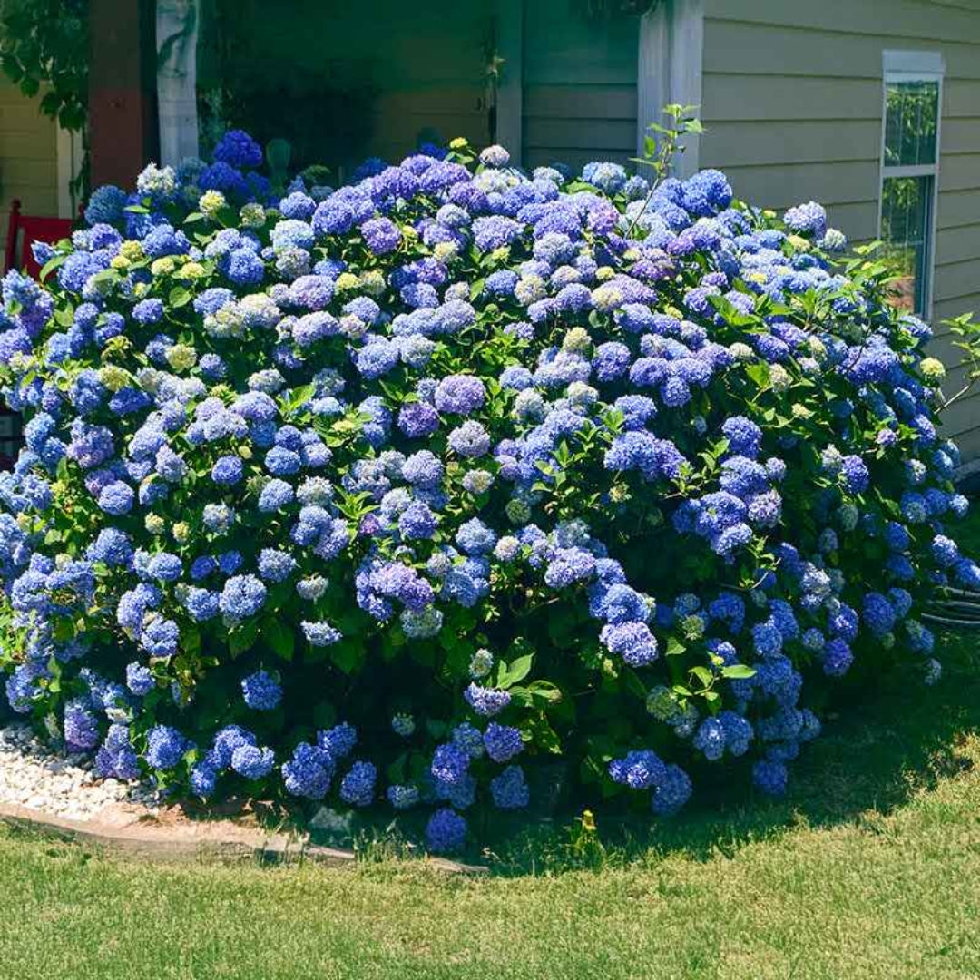 Azure Skies Hydrangea