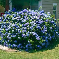 Azure Skies Hydrangea