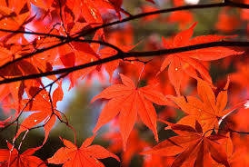 Japanese Maples