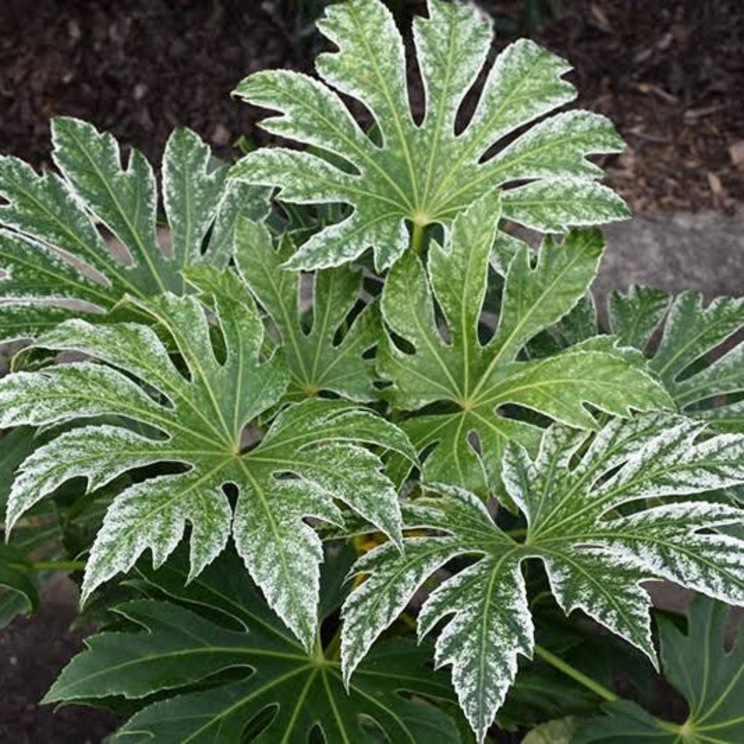 Fatsia &