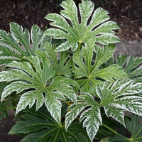 Fatsia 'Spider'S Web