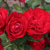Rosa ‘KORroleotu’ Tiamo® Grandiflora Rose