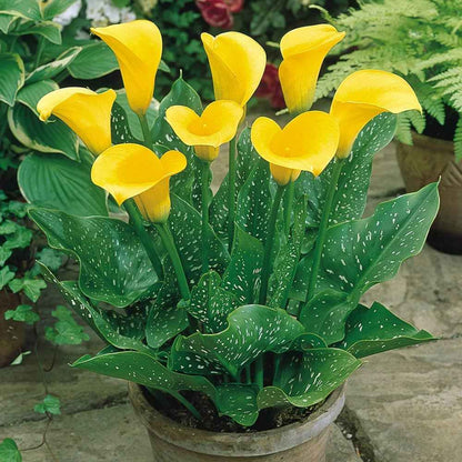 Calla Lily Yellow Plant