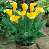 Calla Lily Yellow Plant