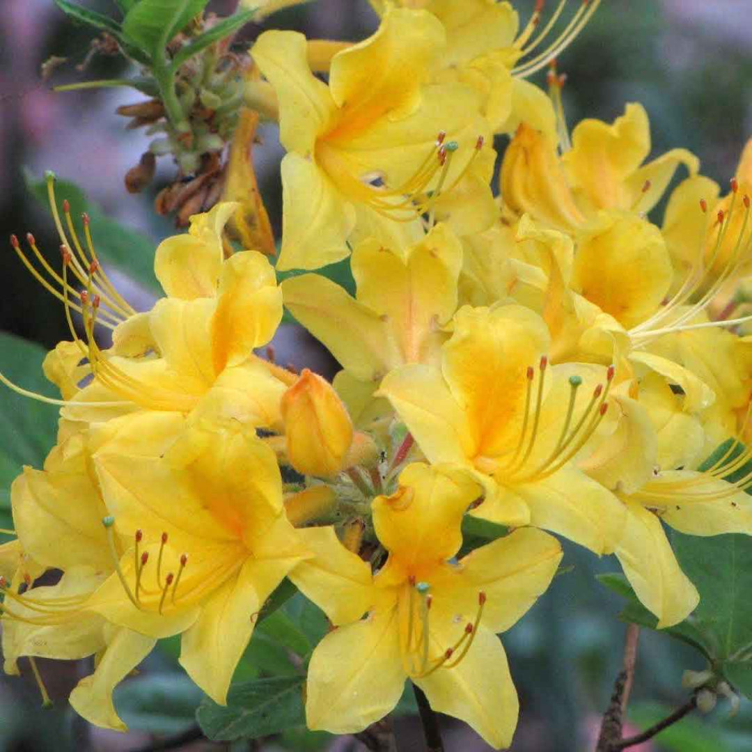 Sunny Side Up Rhododendron