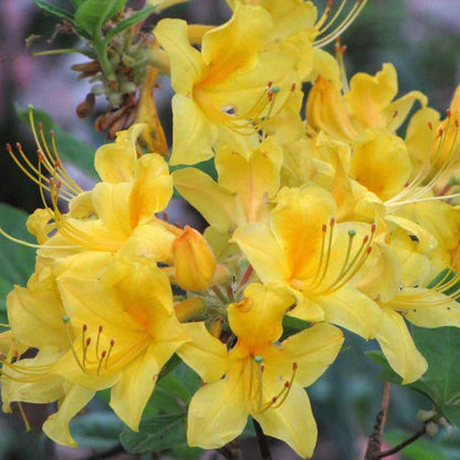 Sunny Side Up Rhododendron