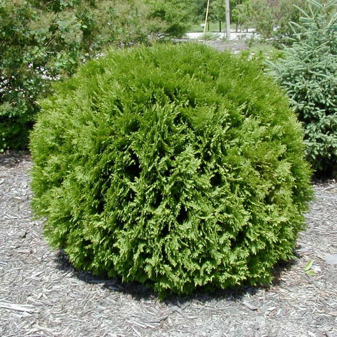 Buy Woodwardii Thuja Plants & Trees Online | Pixies Gardens