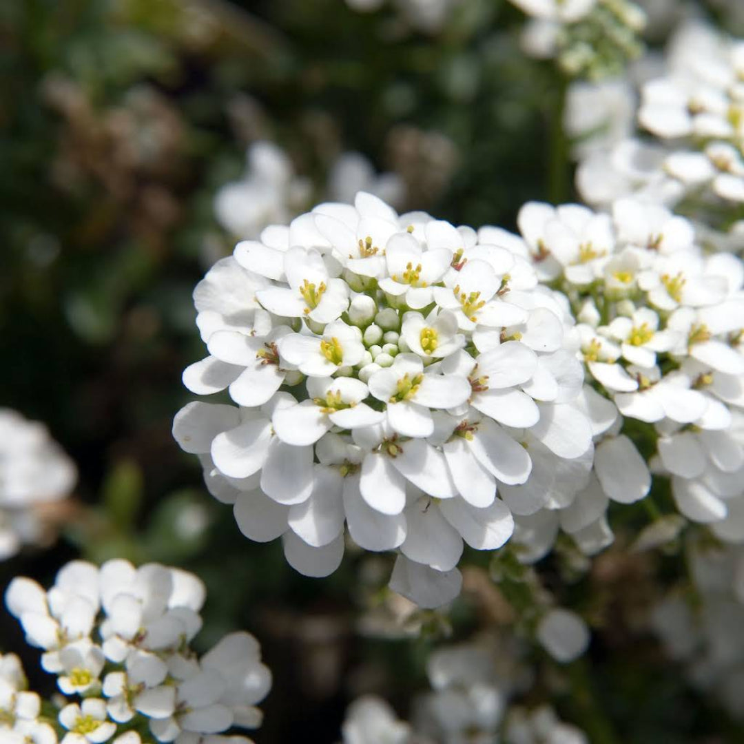 Iberis Sempervirens Snowflake Candytuft