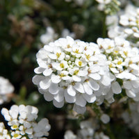 Iberis Sempervirens Snowflake Candytuft