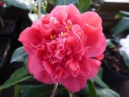 Camellia/Daphne
