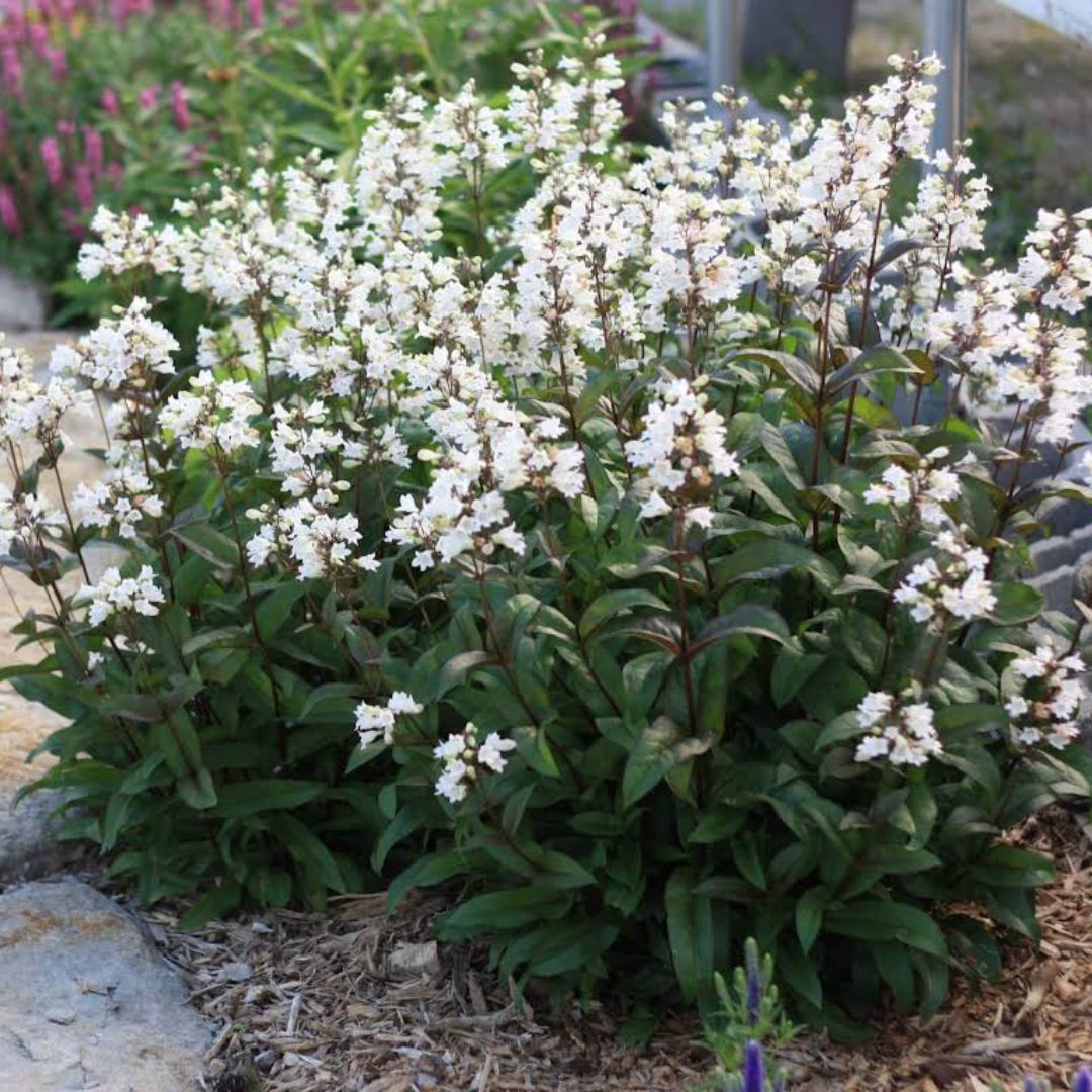 Penstemon Digitalis &