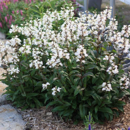 Penstemon Digitalis &