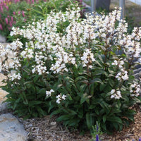 Penstemon Digitalis 'Husker Red'