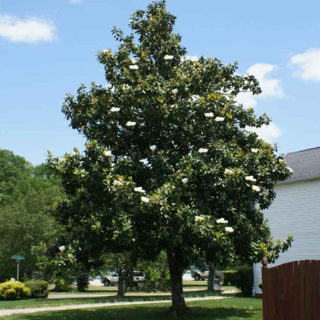 Dd Blanchard Magnolia Tree